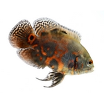 South American & New World Cichlids South American & New World Cichlids